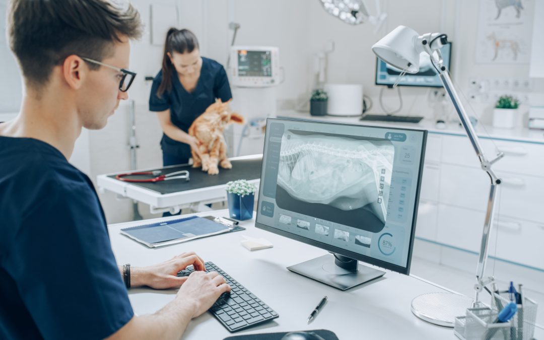 What Is the Cost of IT Support for Veterinary Clinics?